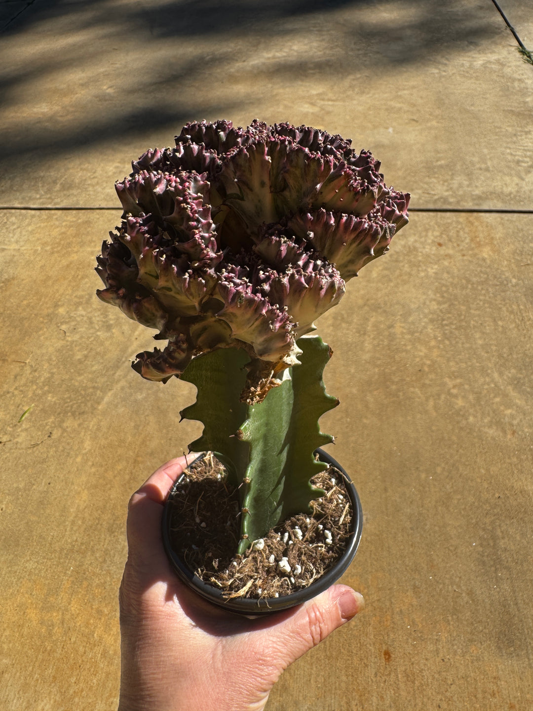 Euphorbia Lactea Cristata Variegated Mermaid Tail