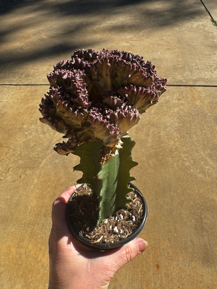 Euphorbia Lactea Cristata Variegated Mermaid Tail