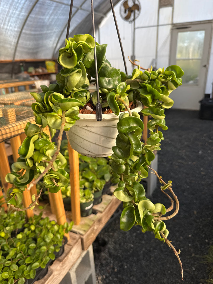 Hoya Compacta Rope