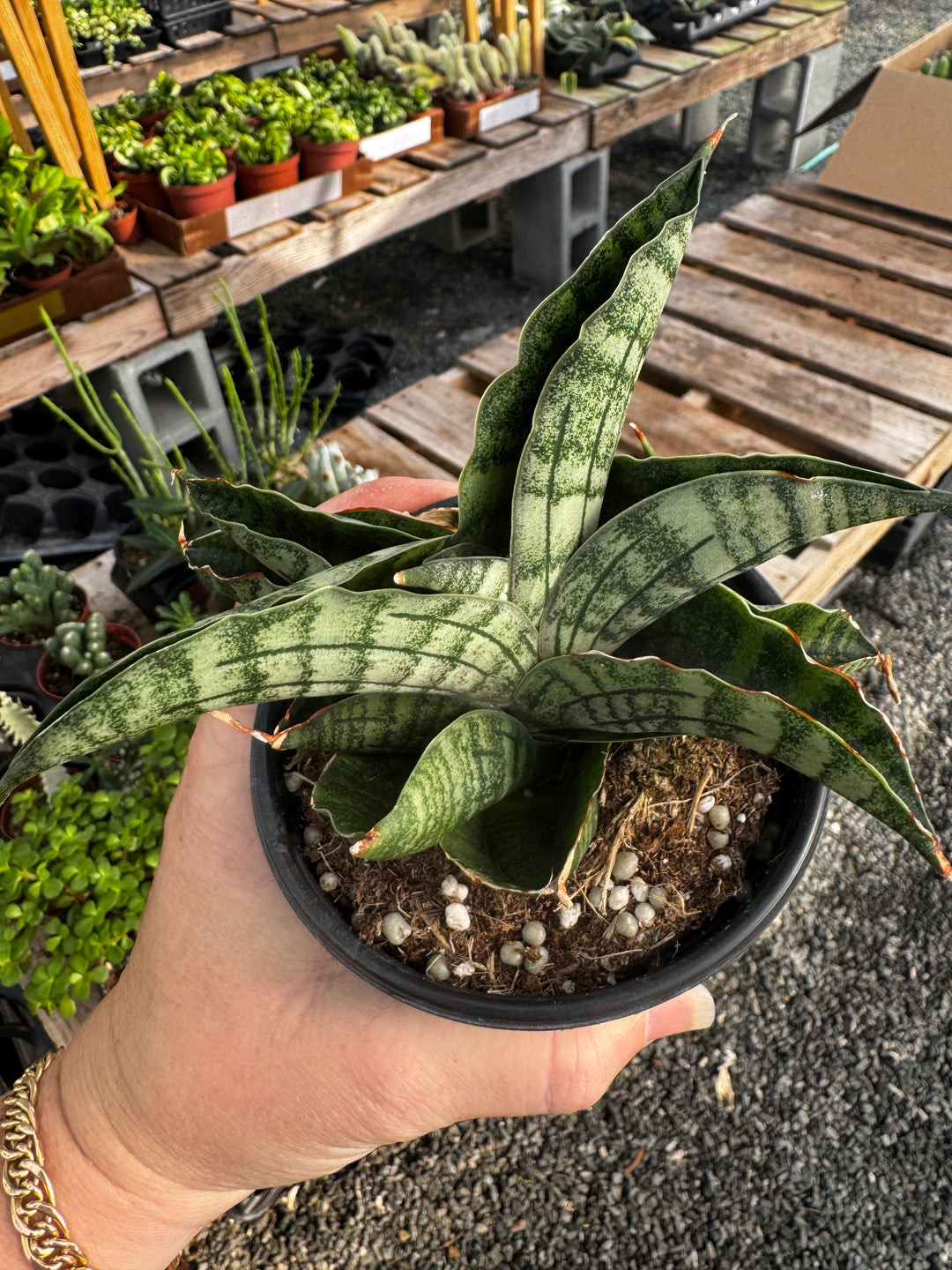 Sanseveria Lion Heart