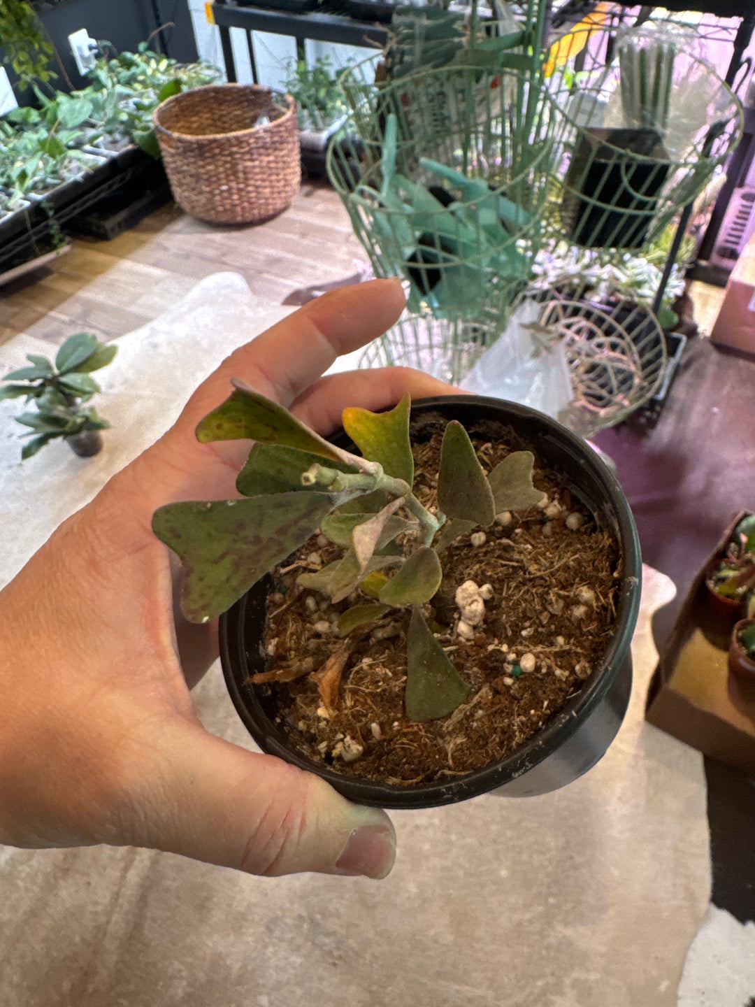 Hoya Manipurensis