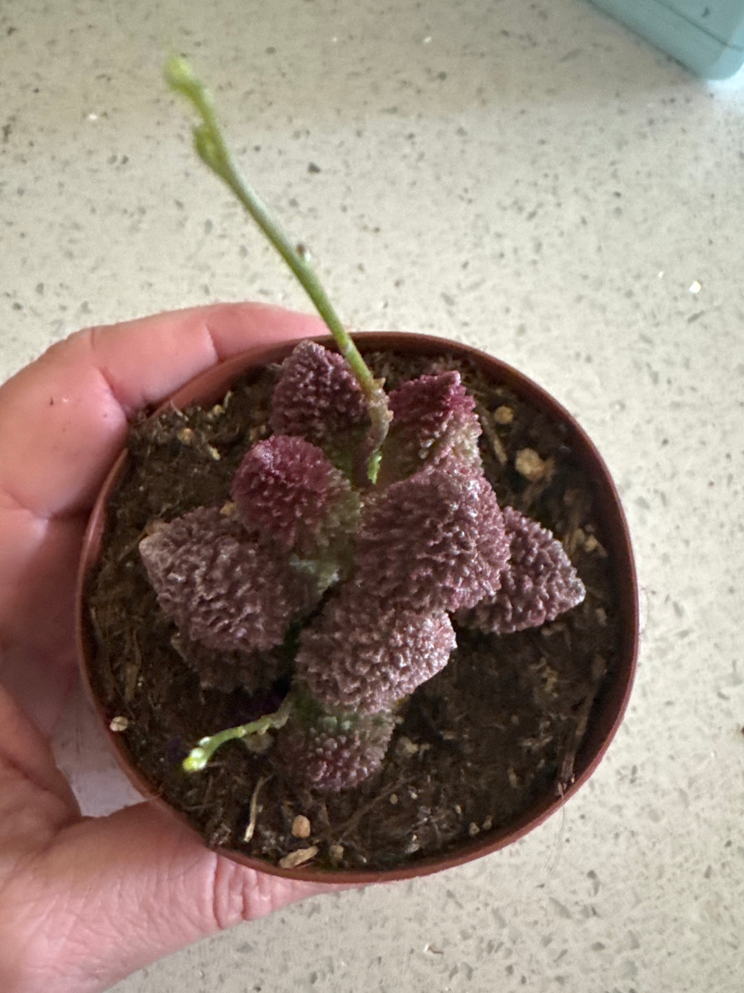 Adromischus Marianae