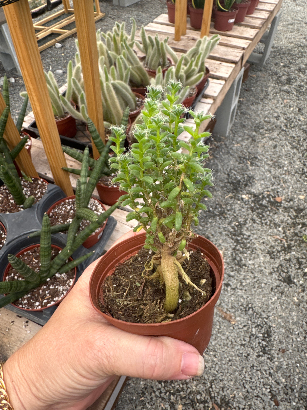 Trichodiadema Bulbosum Schwantes