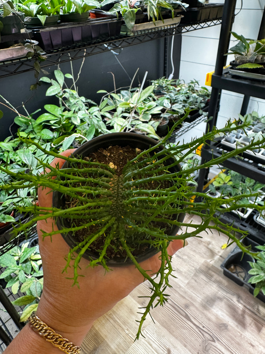 Euphorbia Medusa Head Cactus