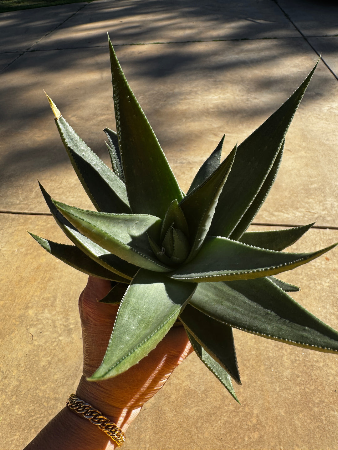 Large Aloe
