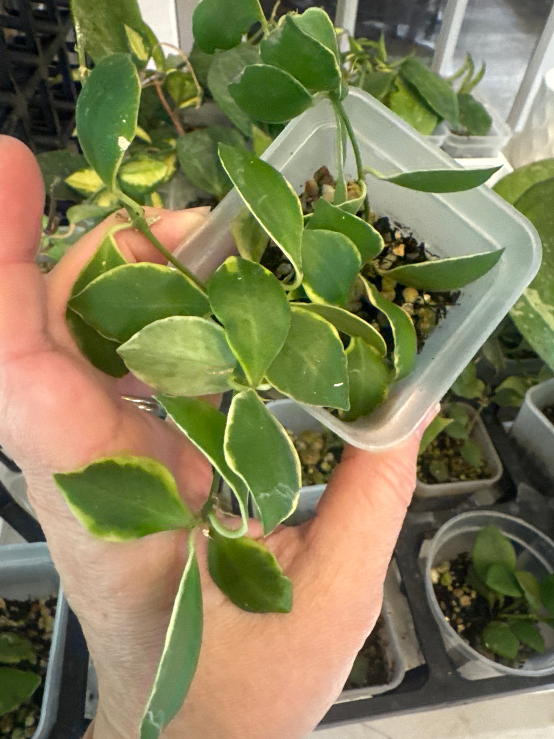 Hoya Heushkeliana Albomarginata