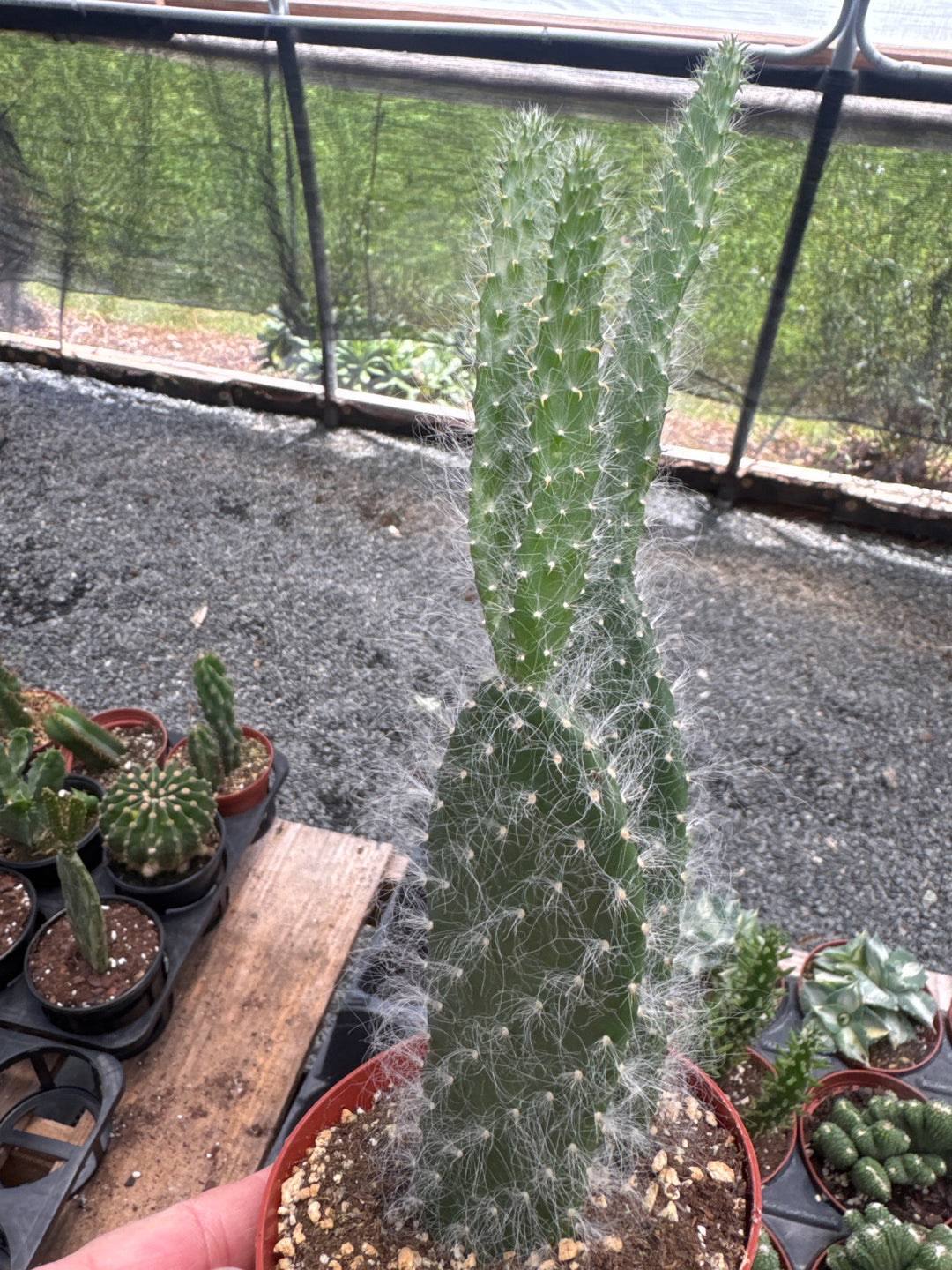 Wooly Opuntia