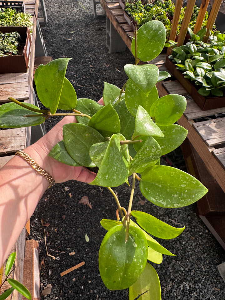 Hoya Verticillata Splash FKA Parasitica
