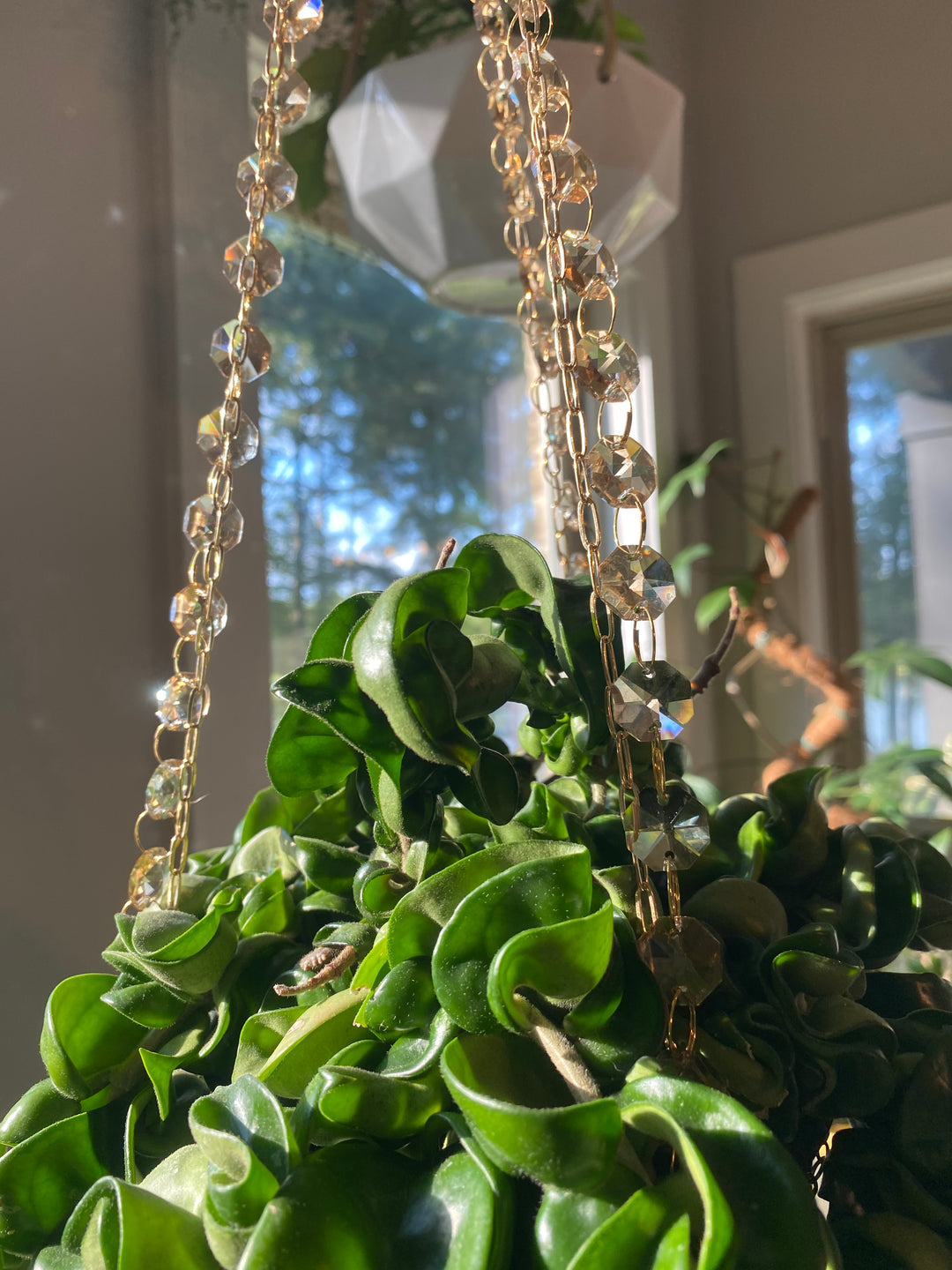 Exclusive Champagne Glow Plant Hanger – A Collab with Airblush Co. x LiveGlowGrow