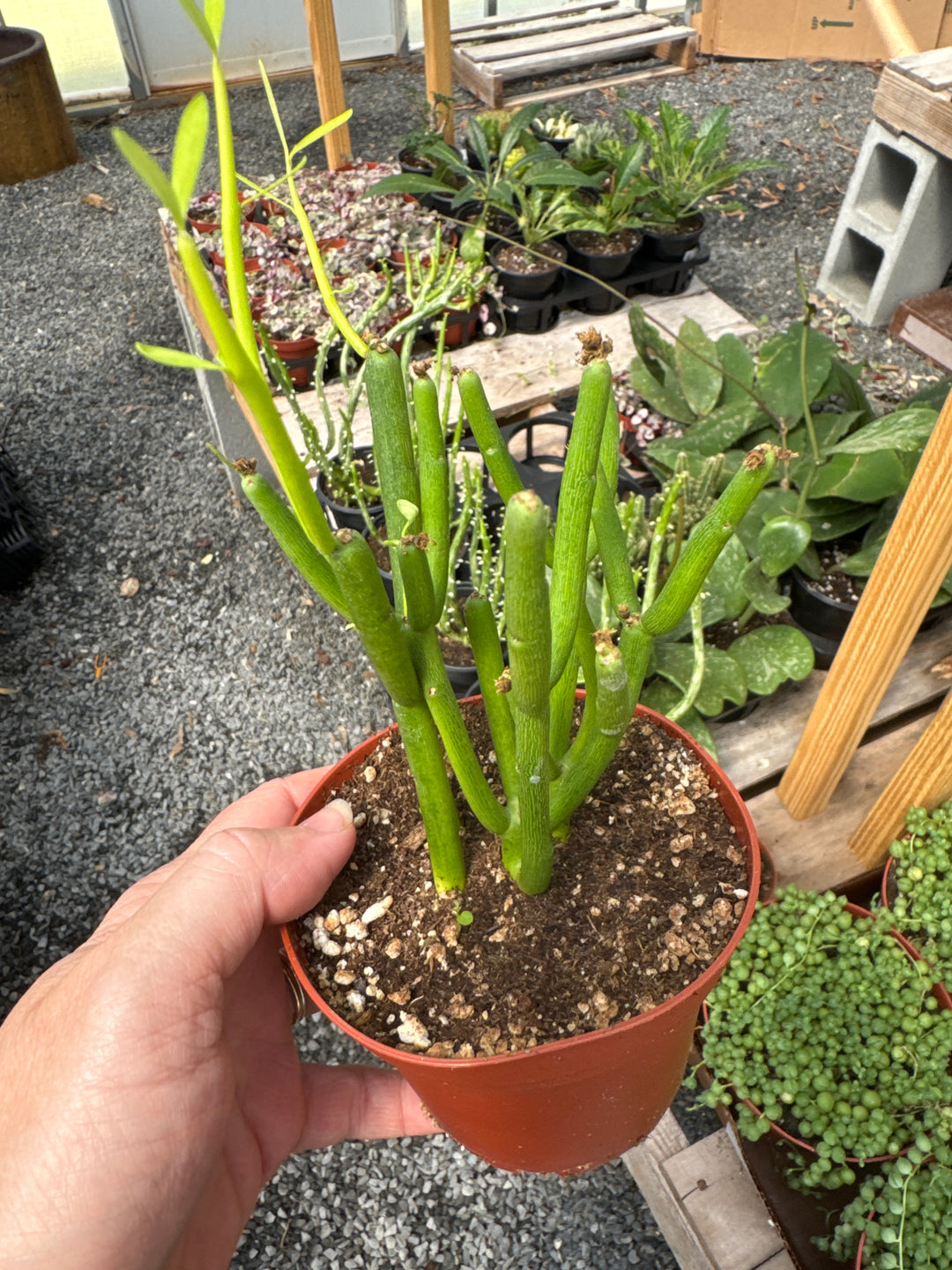 Firesticks Euphorbia