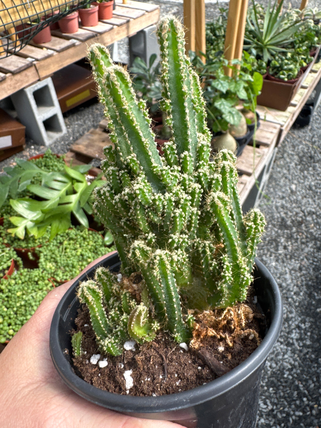 Fairytale Castle Cactus