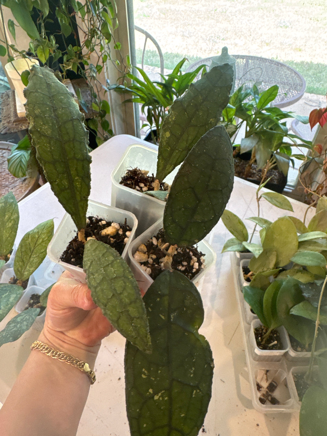 Hoya Clemensiorum Crocodile