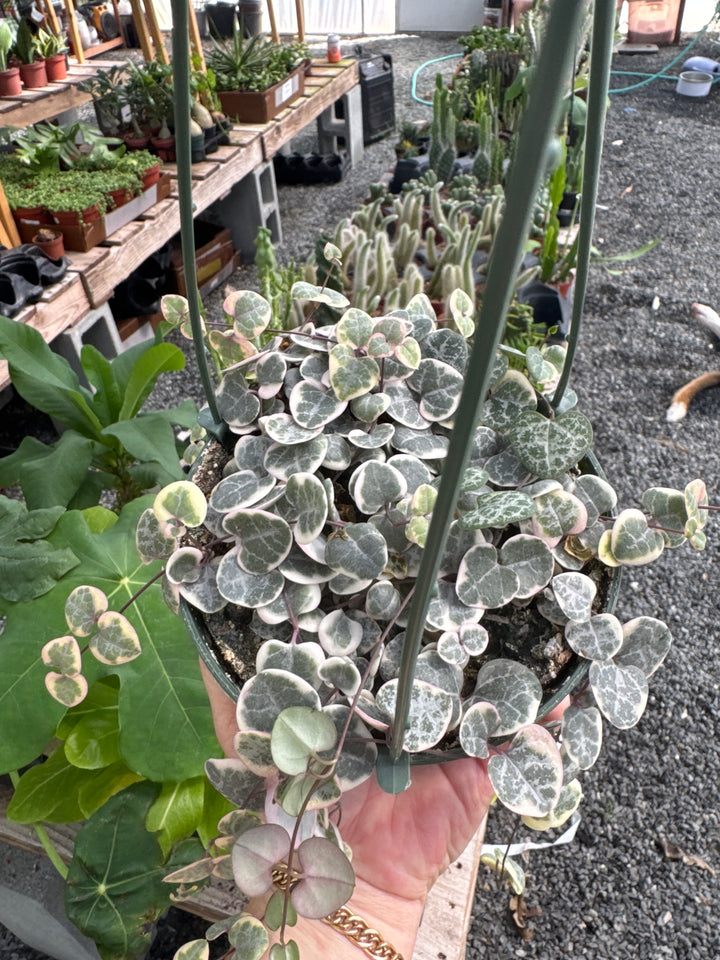 Variegated String of Hearts