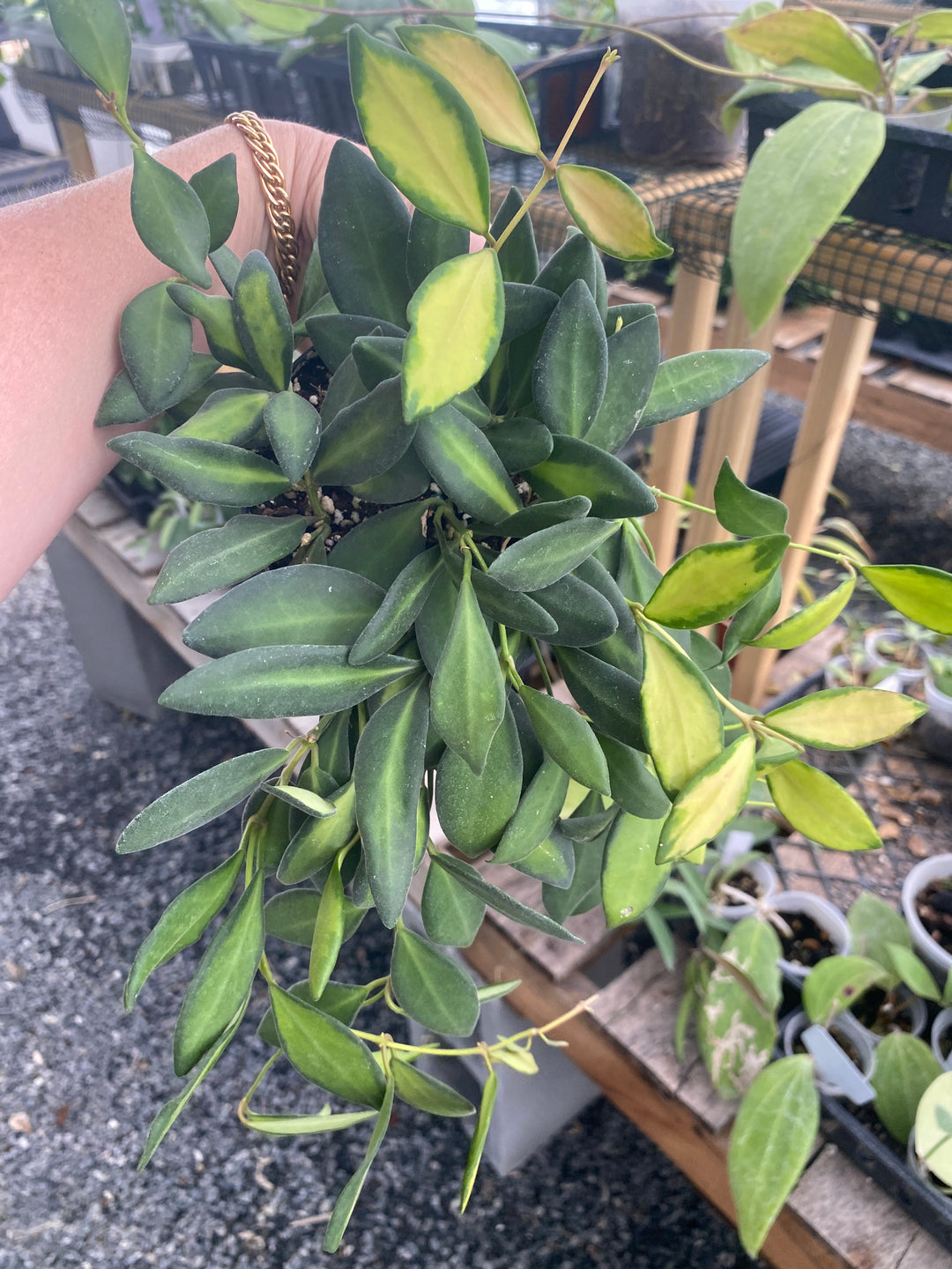4" Hoya 'DS70' Variegated