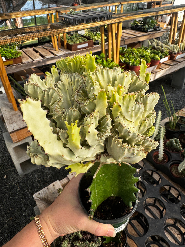 Euphorbia Lactea Cristata Variegated Mermaid Tail