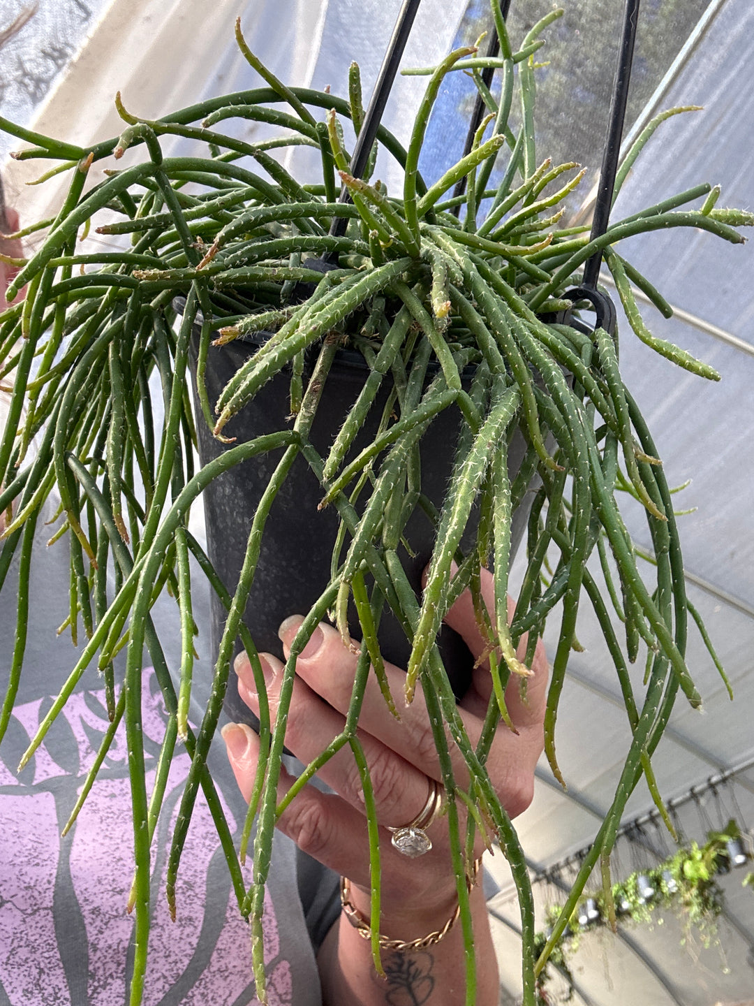 Rhipsalis Baccifera (Mistletoe Cactus)