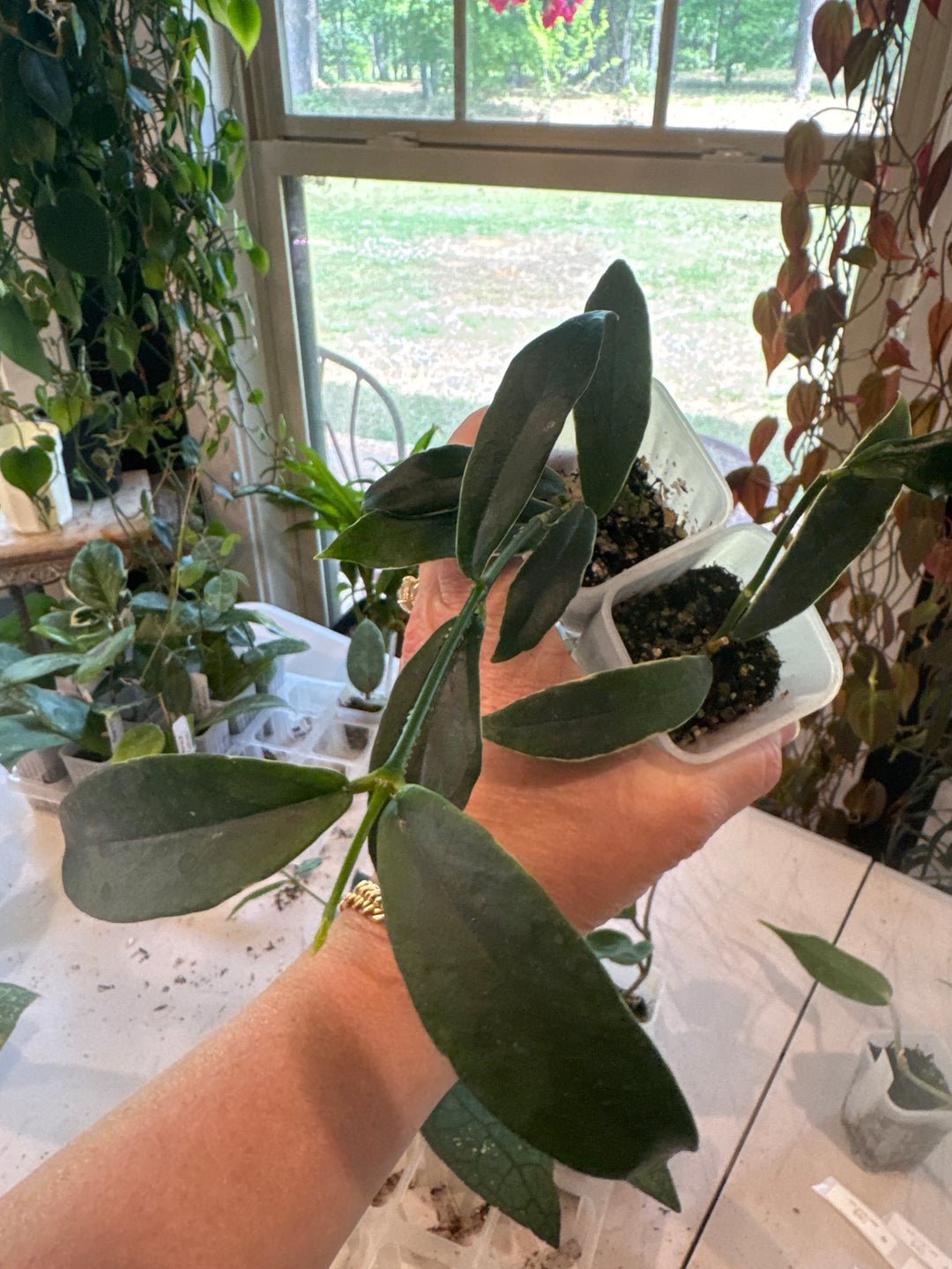 Hoya Lobbii Albo
