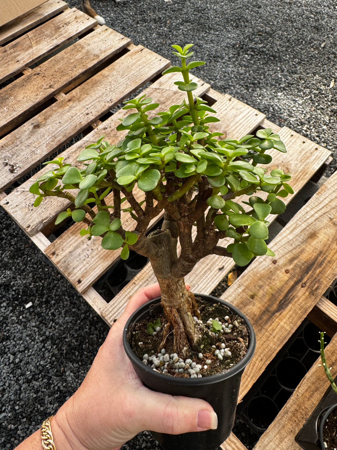 Portulacaria Mini Jade Bonsai