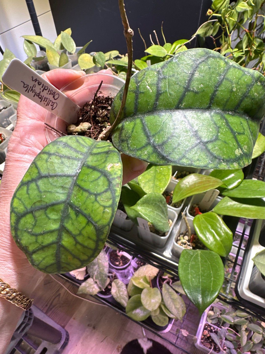 Hoya Callistophylla Obsidian