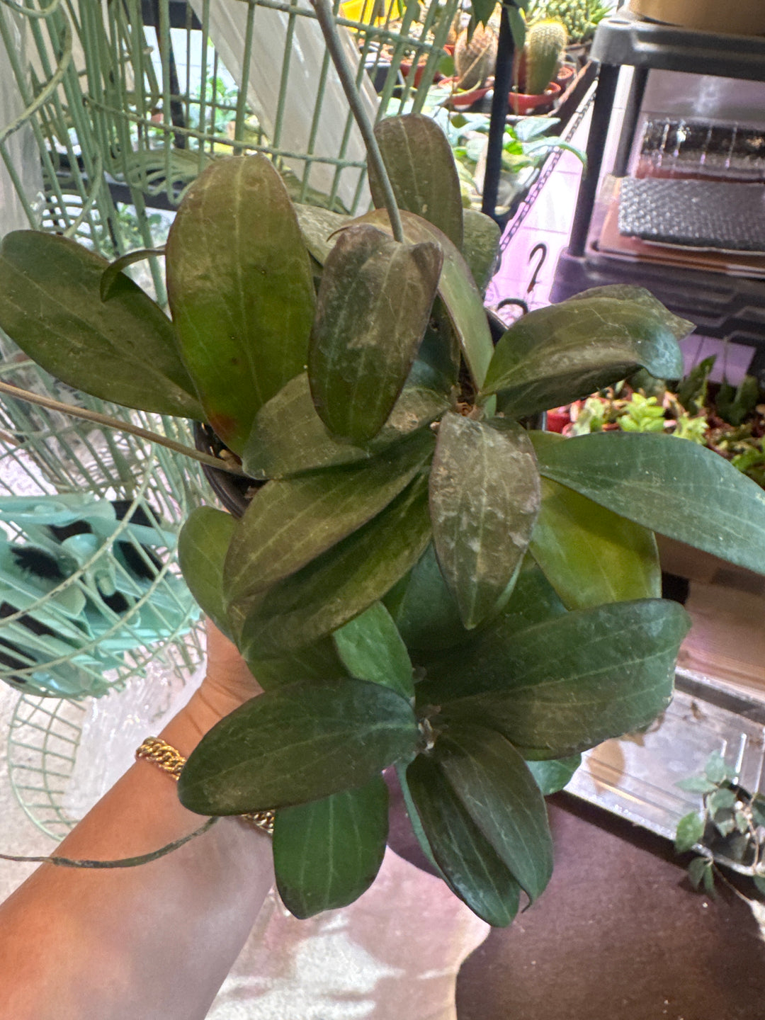 Hoya Merrillii