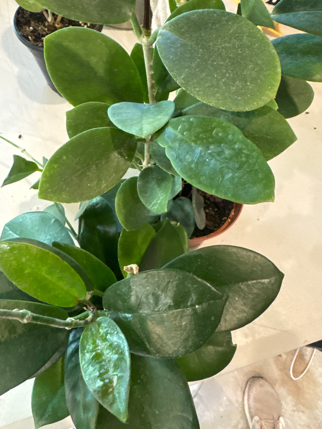 Hoya Australis