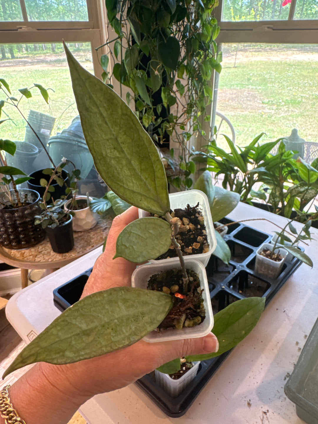 Hoya Germany Silver