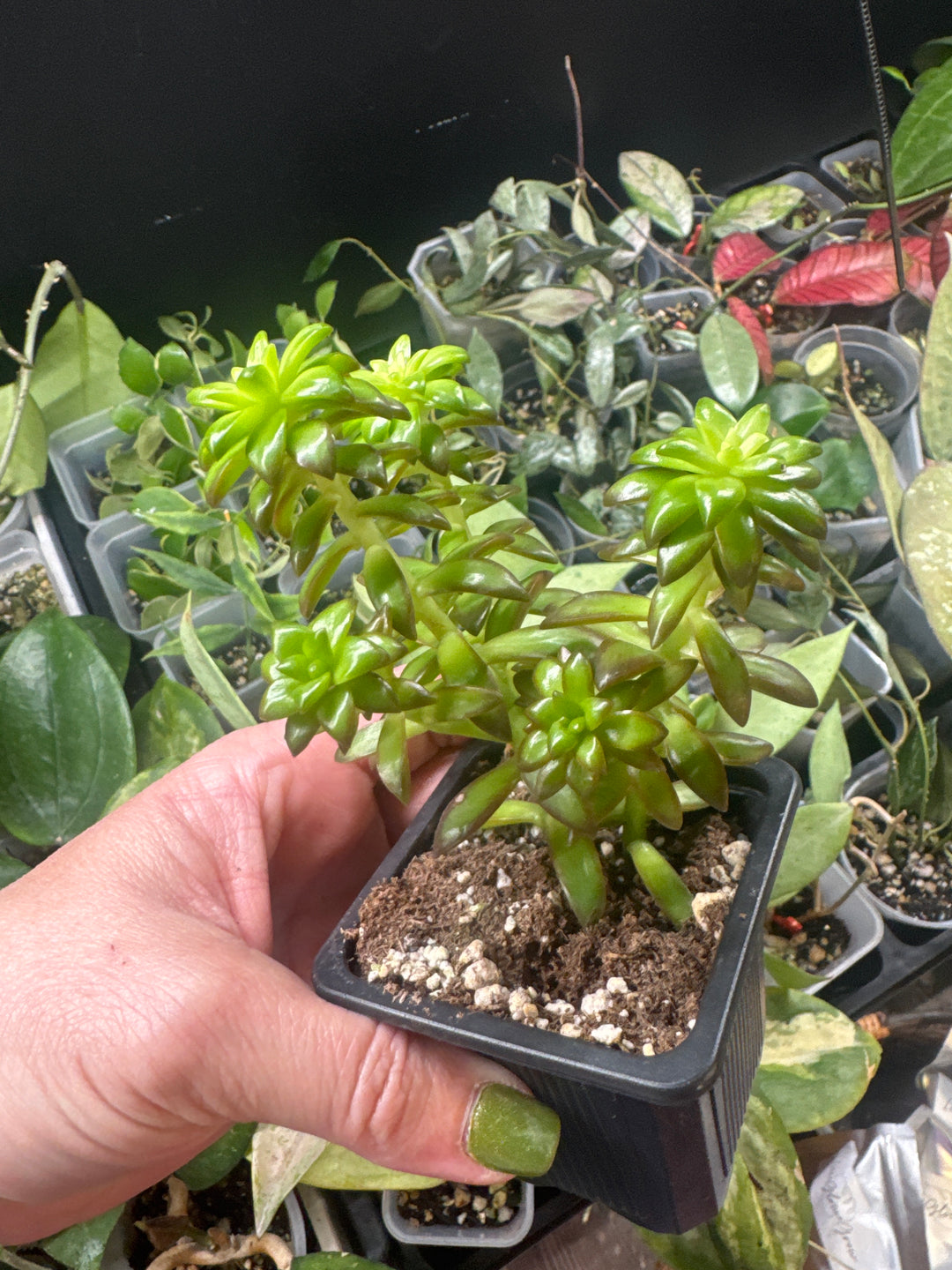 Succulent