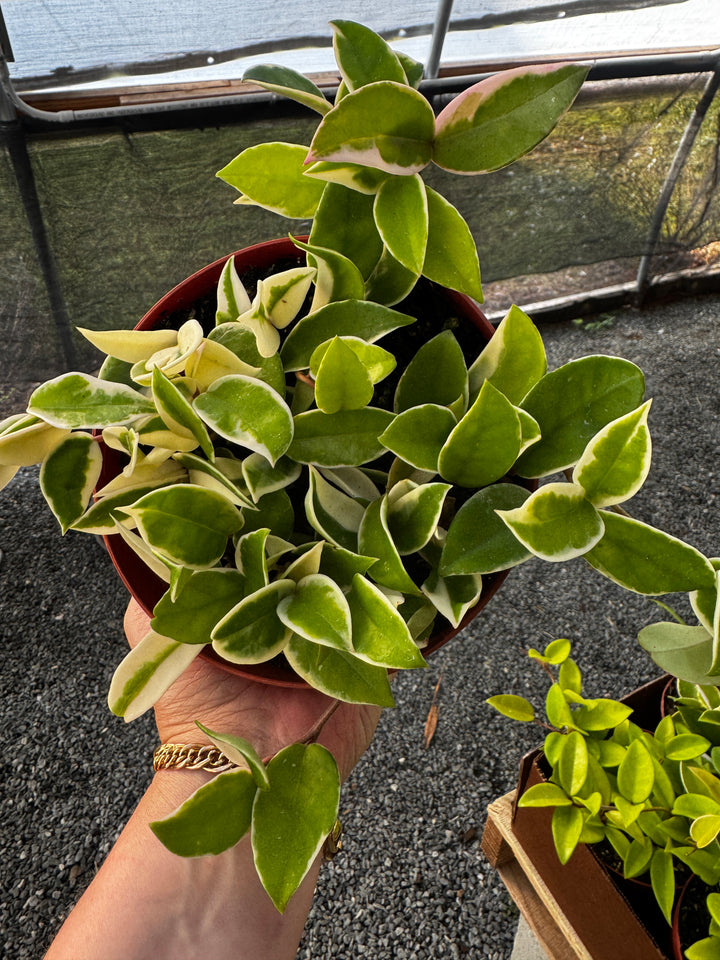 Hoya Tricolor 'Krimson Queen'