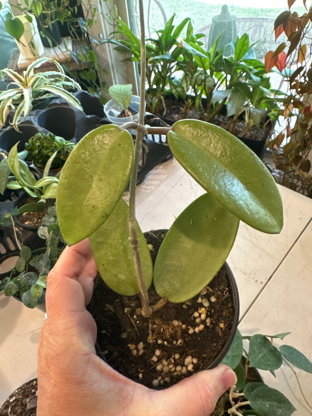 Hoya Silver Dollar