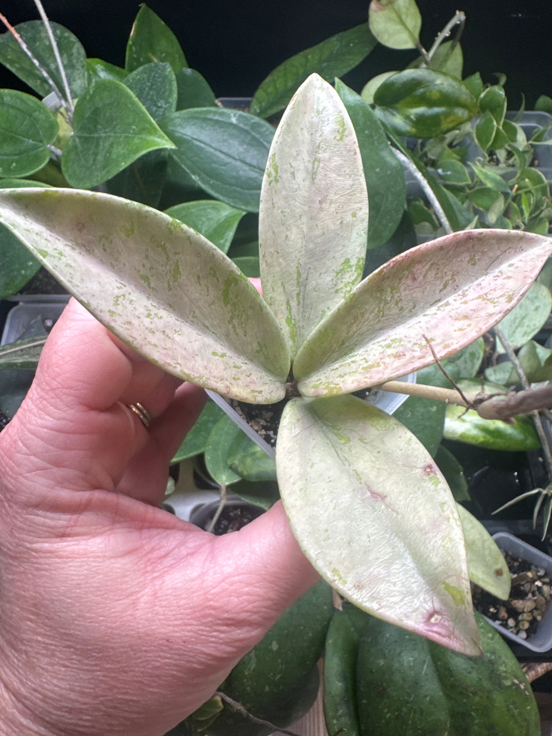 Hoya Pink Silver Ghost