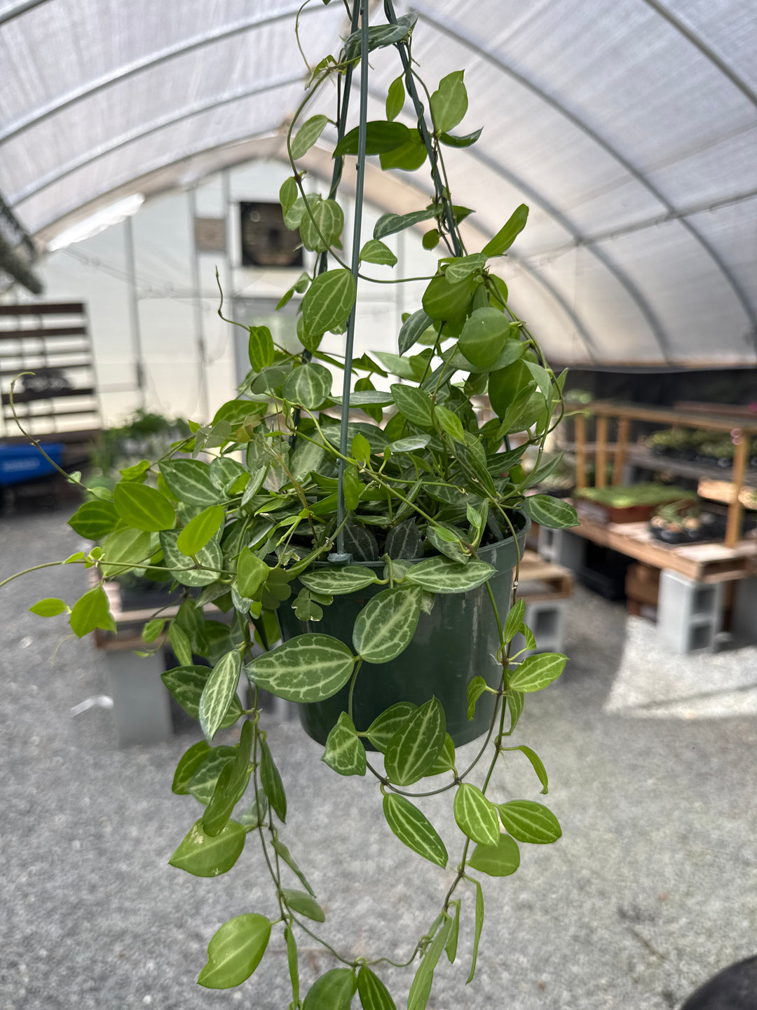 Dischidia Ovata Watermelon HB