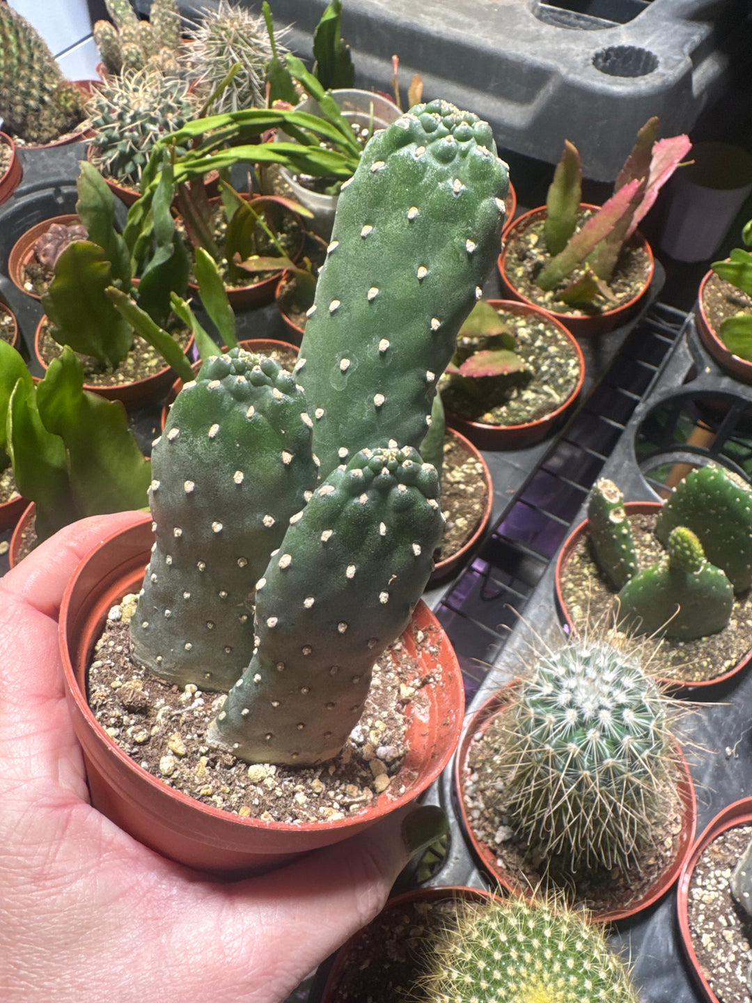 4” Bunny Ear cactus friendly