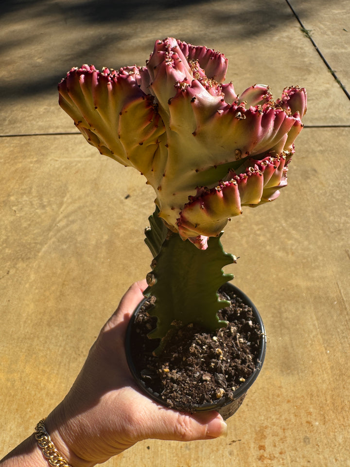Euphorbia Lactea Cristata Variegated Mermaid Tail