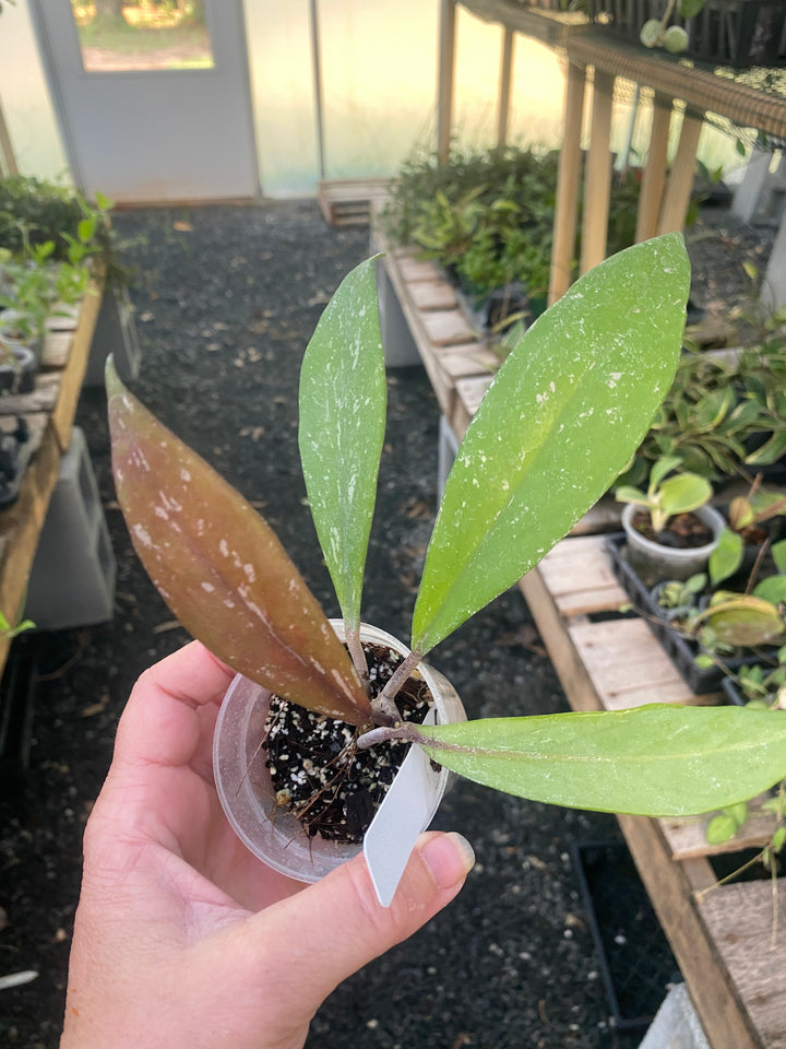 Hoya Pubicalyx Royal Hawaiian