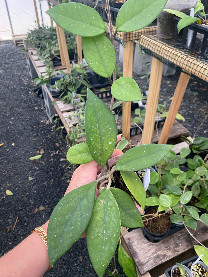 Hoya Fungii x Pubicalyx x RHP