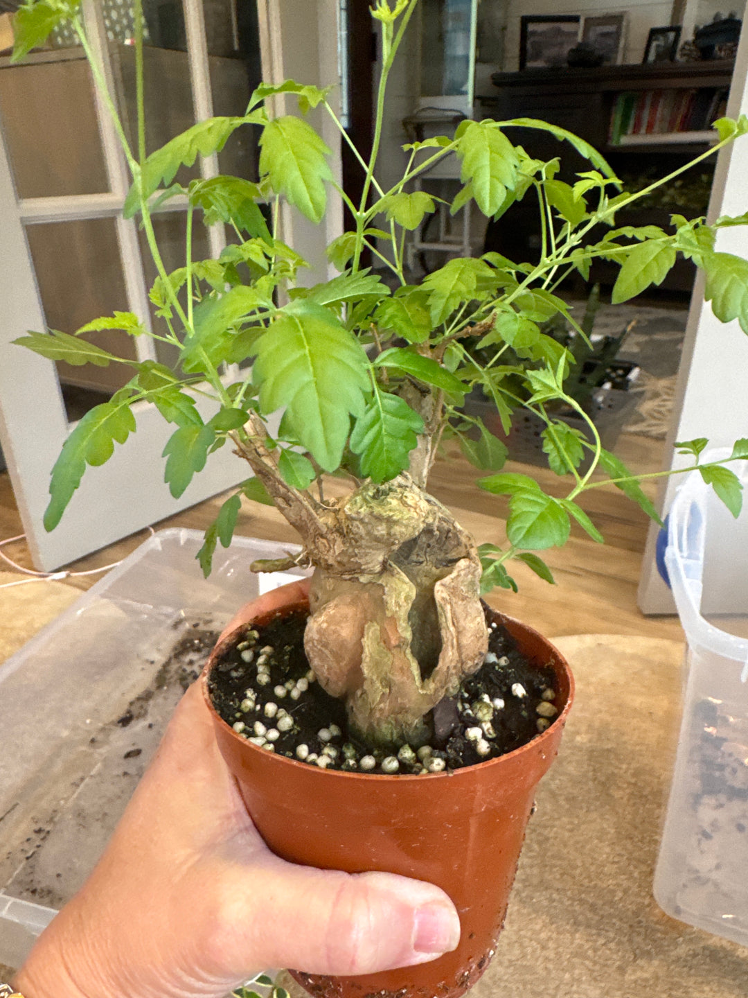 Vitex Negundo Bonsai