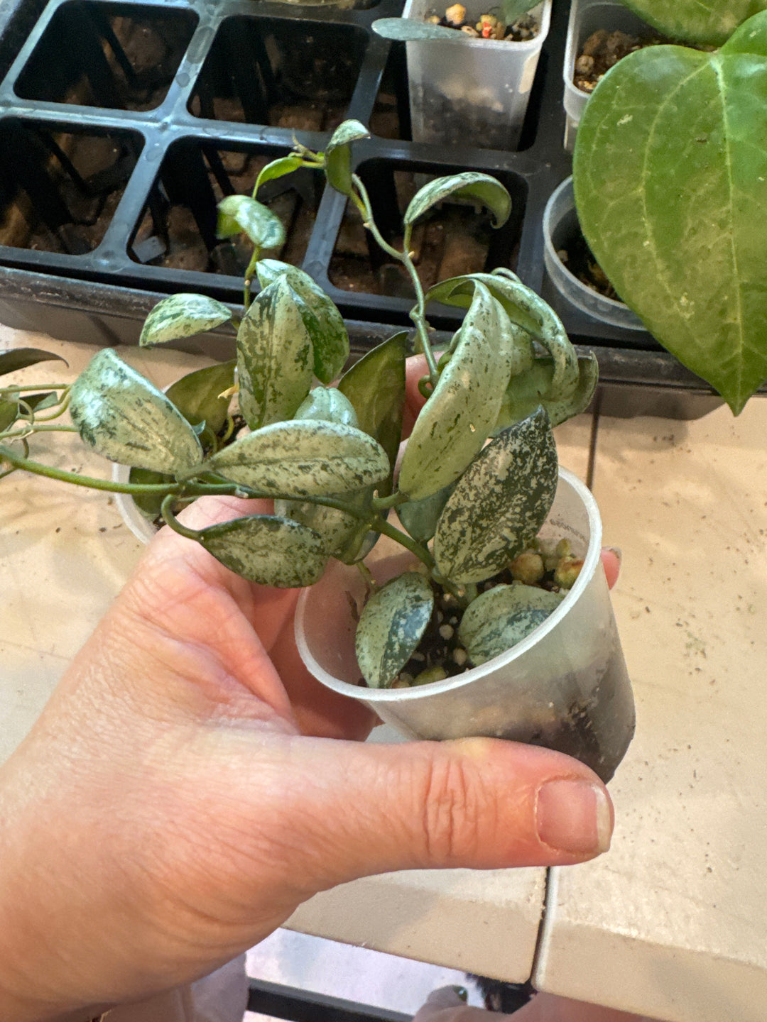 Hoya Lacunosa Sulcata
