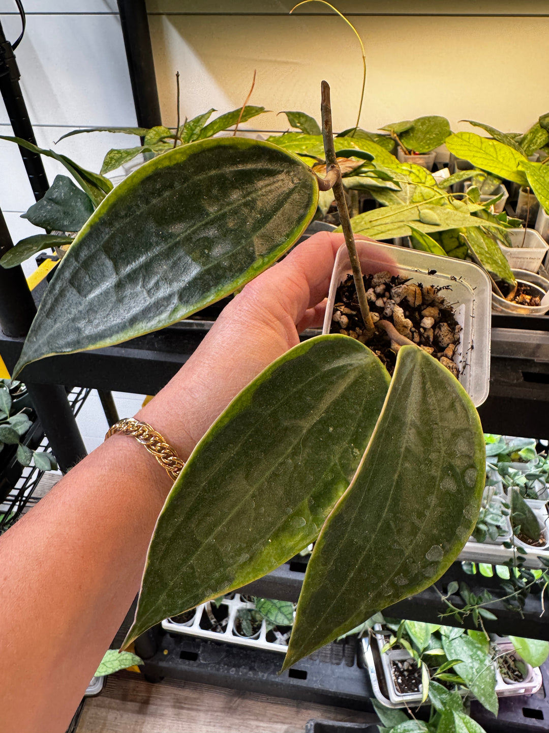 Latifolia Albo (Previously Macrophylla Albo)