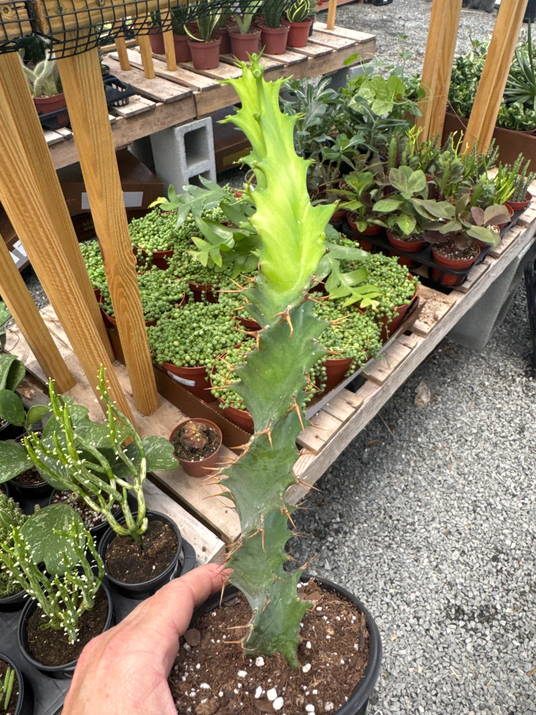 Euphorbia Tortilis