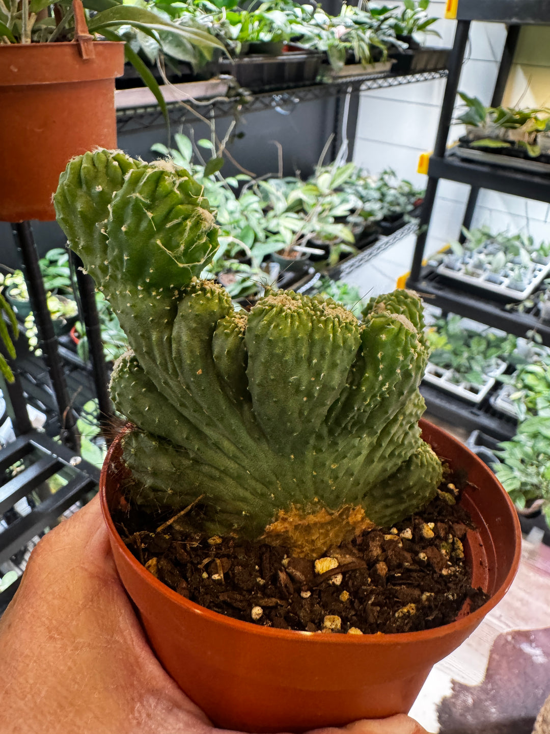 Cereus Monstrous Cactus