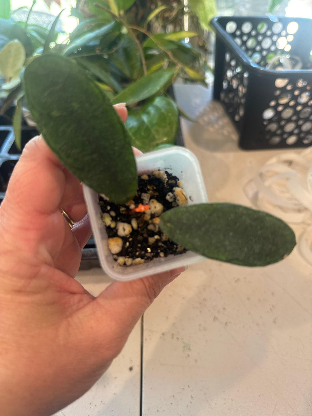 Hoya Mutia