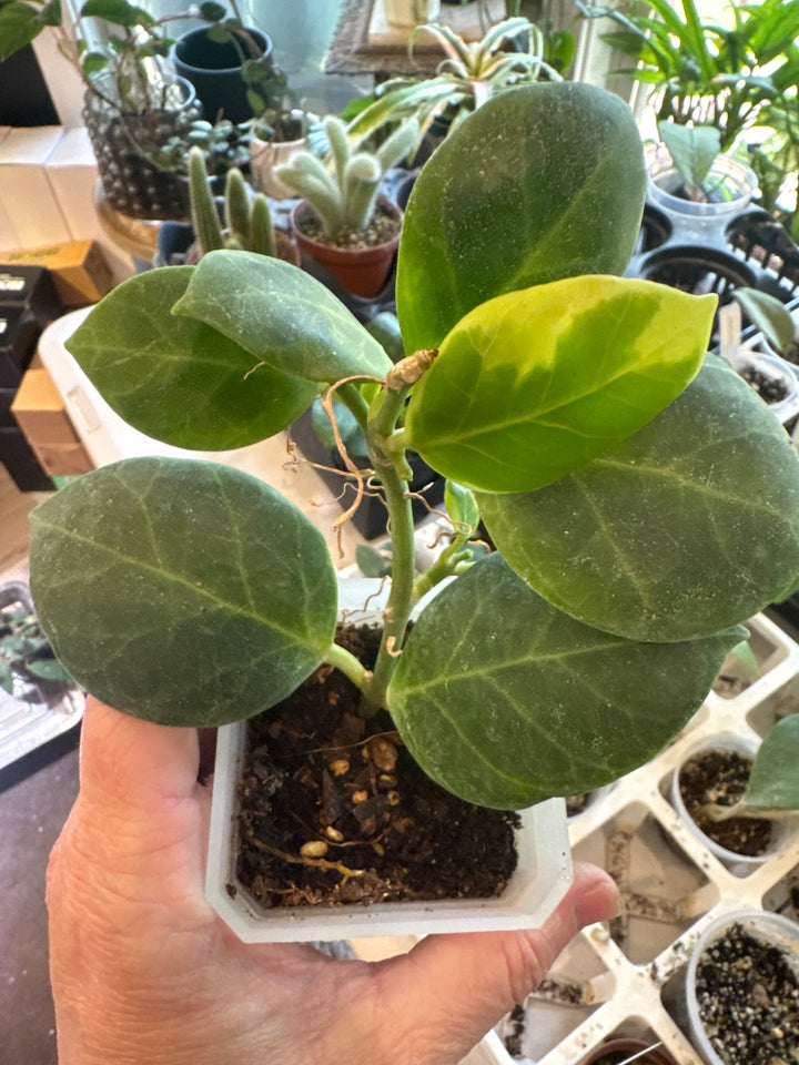 Hoya Obscura Albo