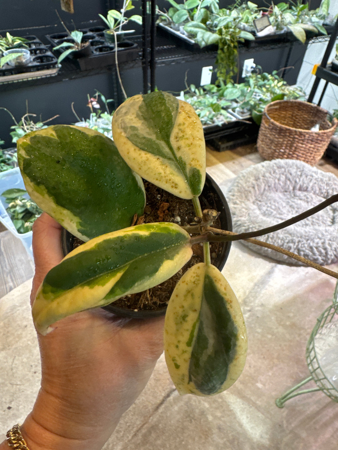Incrassata Albo