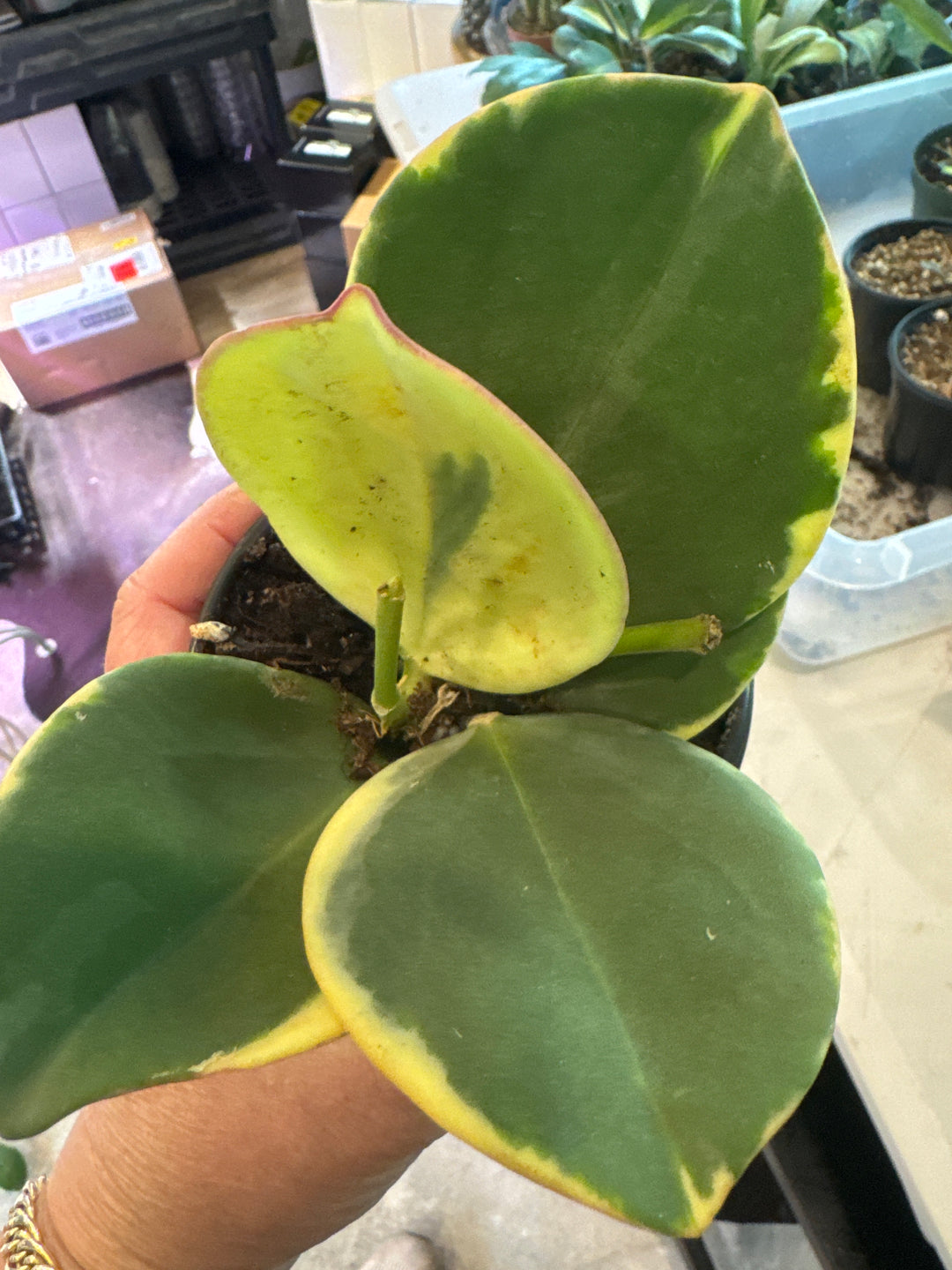 Patchyclada Albo