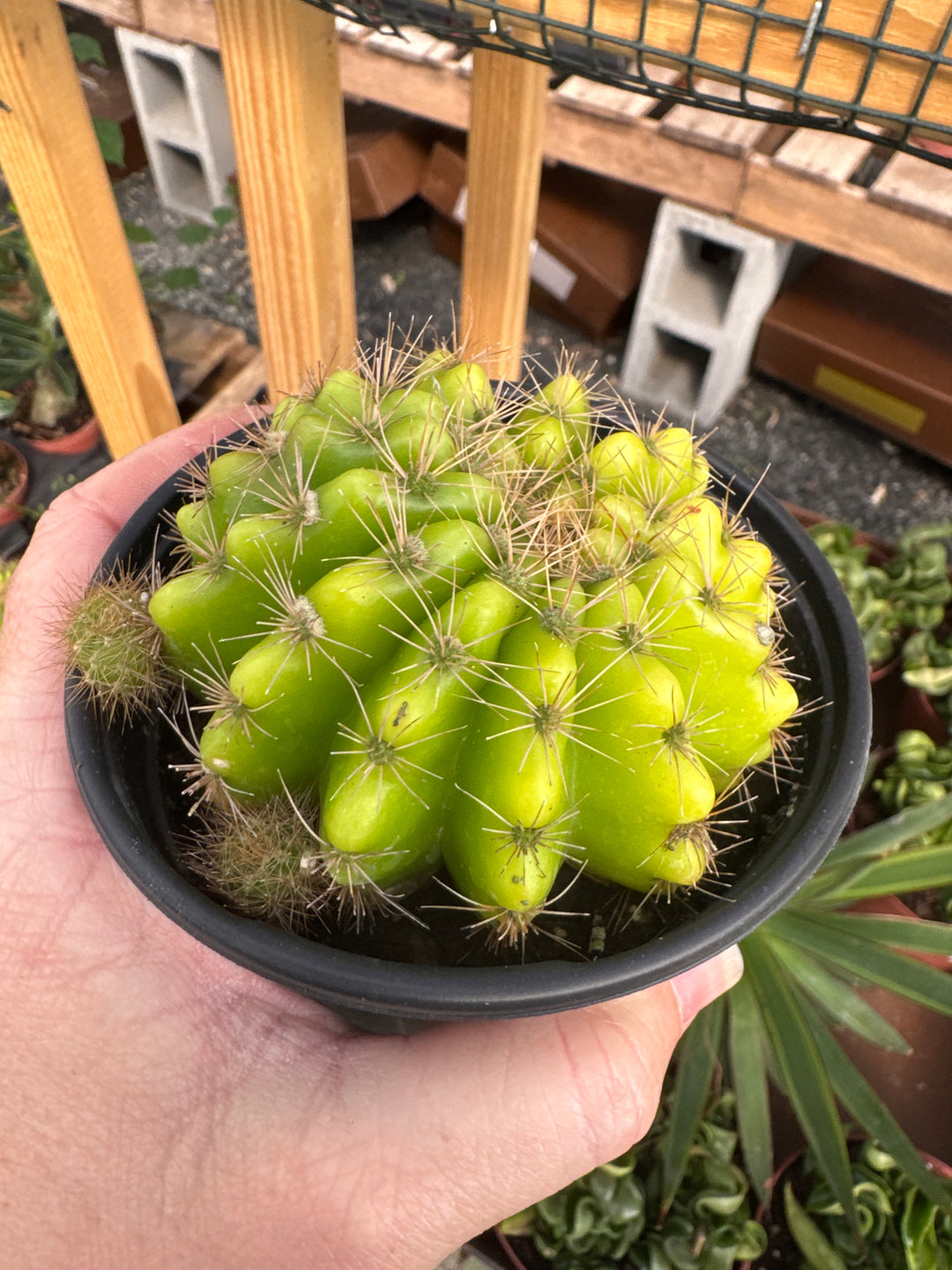 Echinopsis eyriesii 'Variegated' Cactus