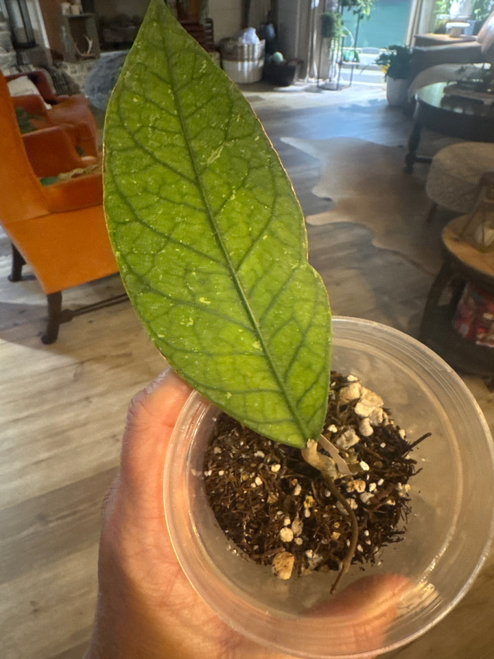 Hoya Aceh Rhino