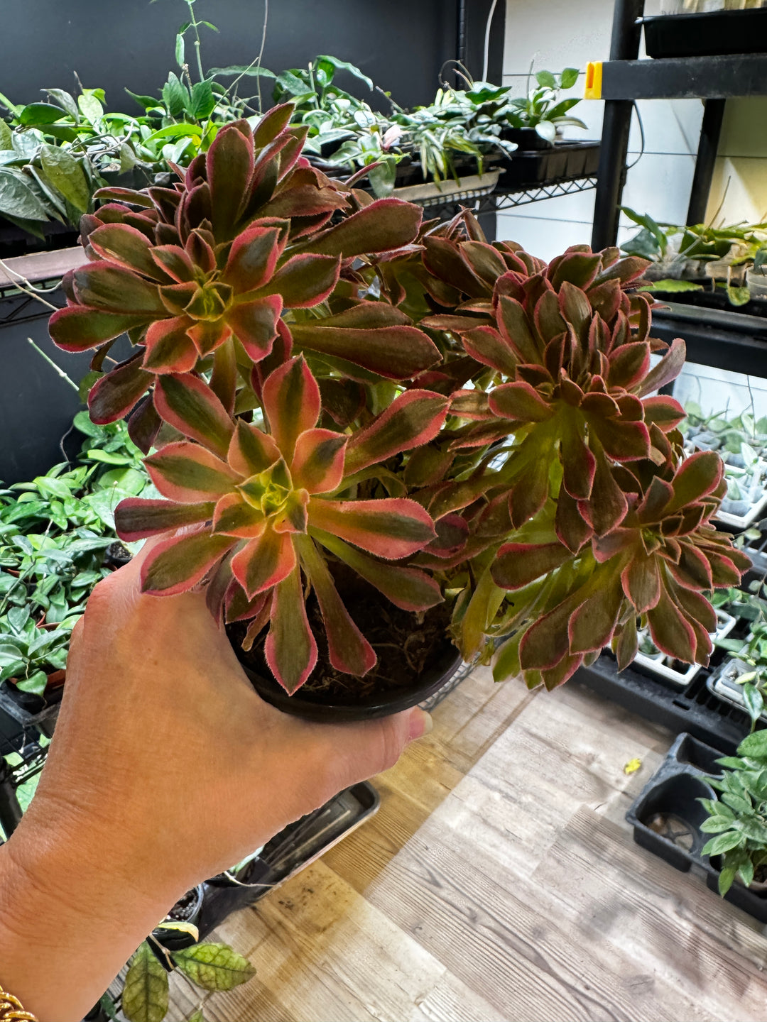 Aeonium Crested