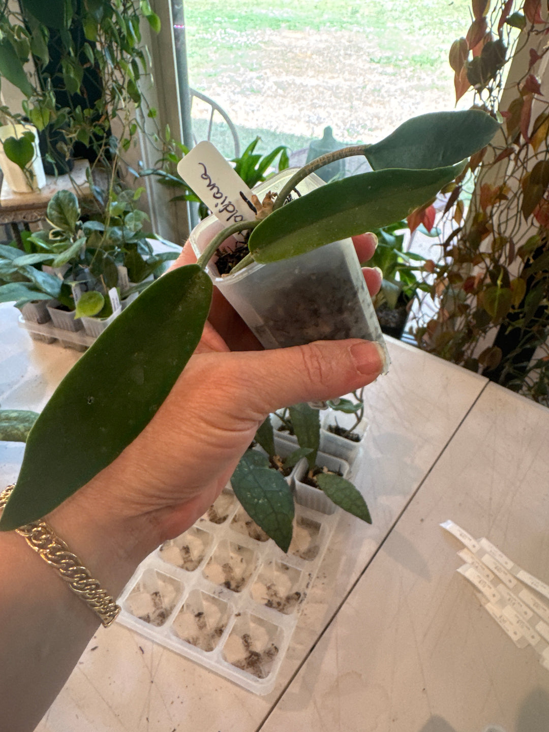 Hoya Archboldiana