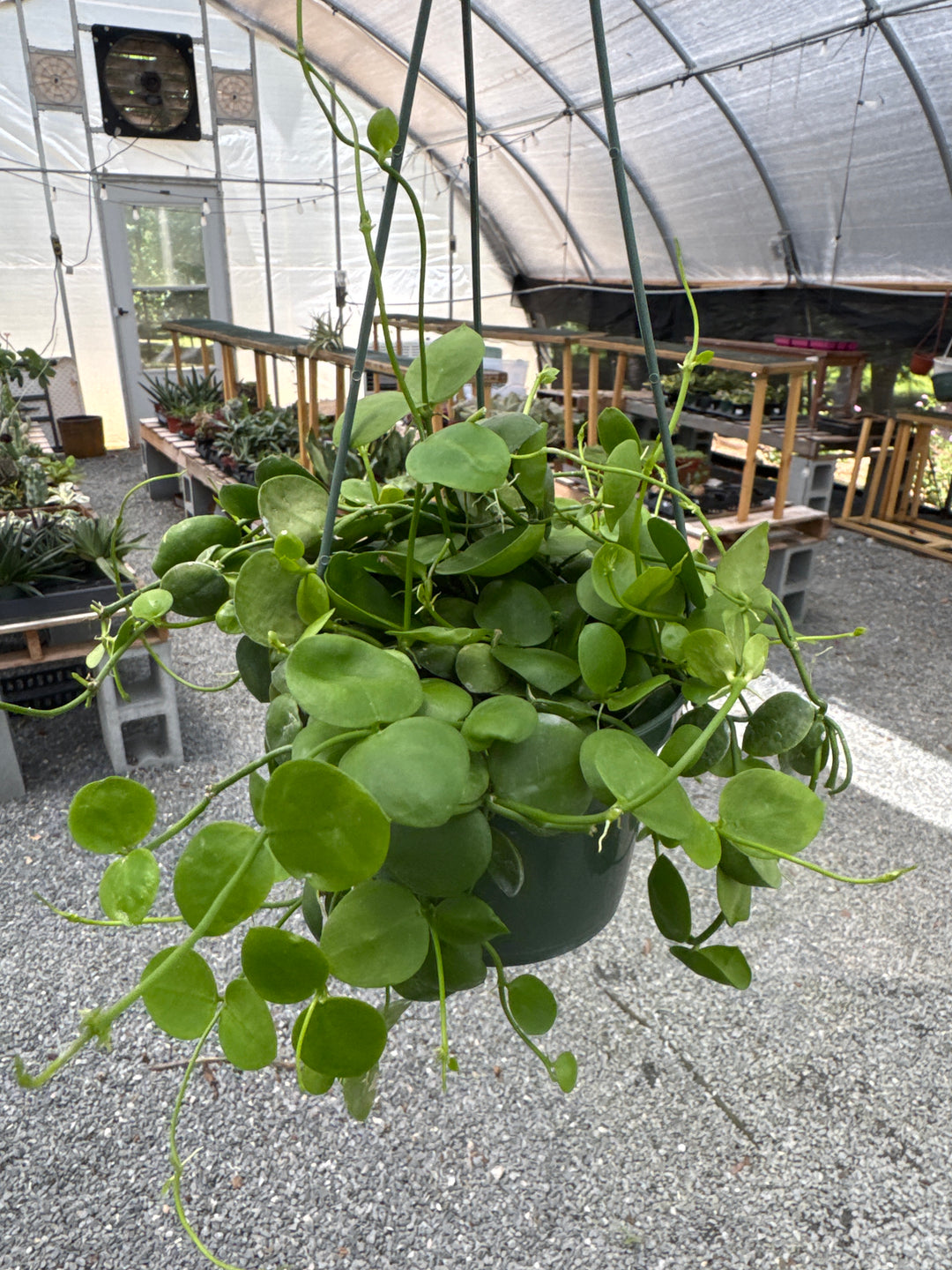 5”Dischidia Major 'Rattle Shulls’