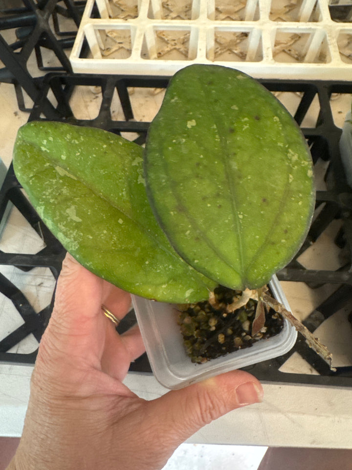 Hoya Cereen